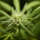 Image for article titled NYT: Finally, Edibles 'For Affluent Customers With Good Palates'